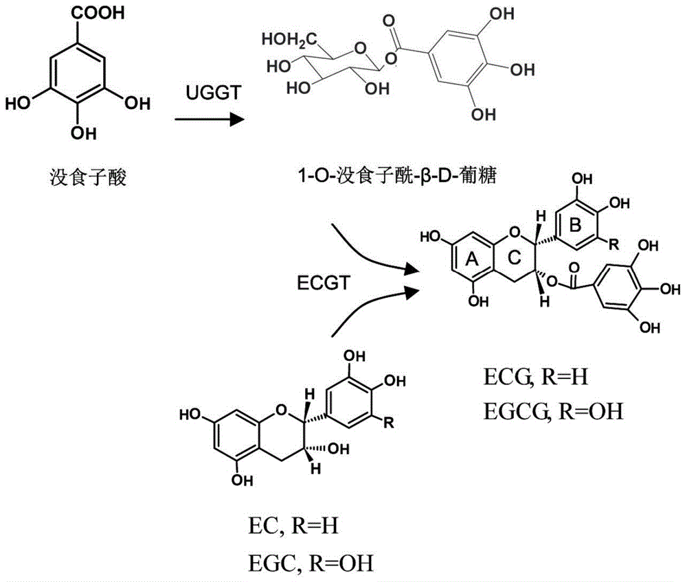 Galloyl glucosyltransferase CsUGT84A22 gene and encoded protein thereof and application