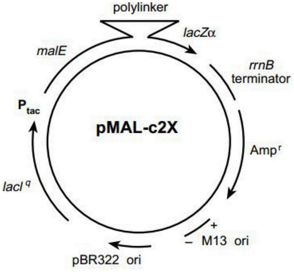 Galloyl glucosyltransferase CsUGT84A22 gene and encoded protein thereof and application