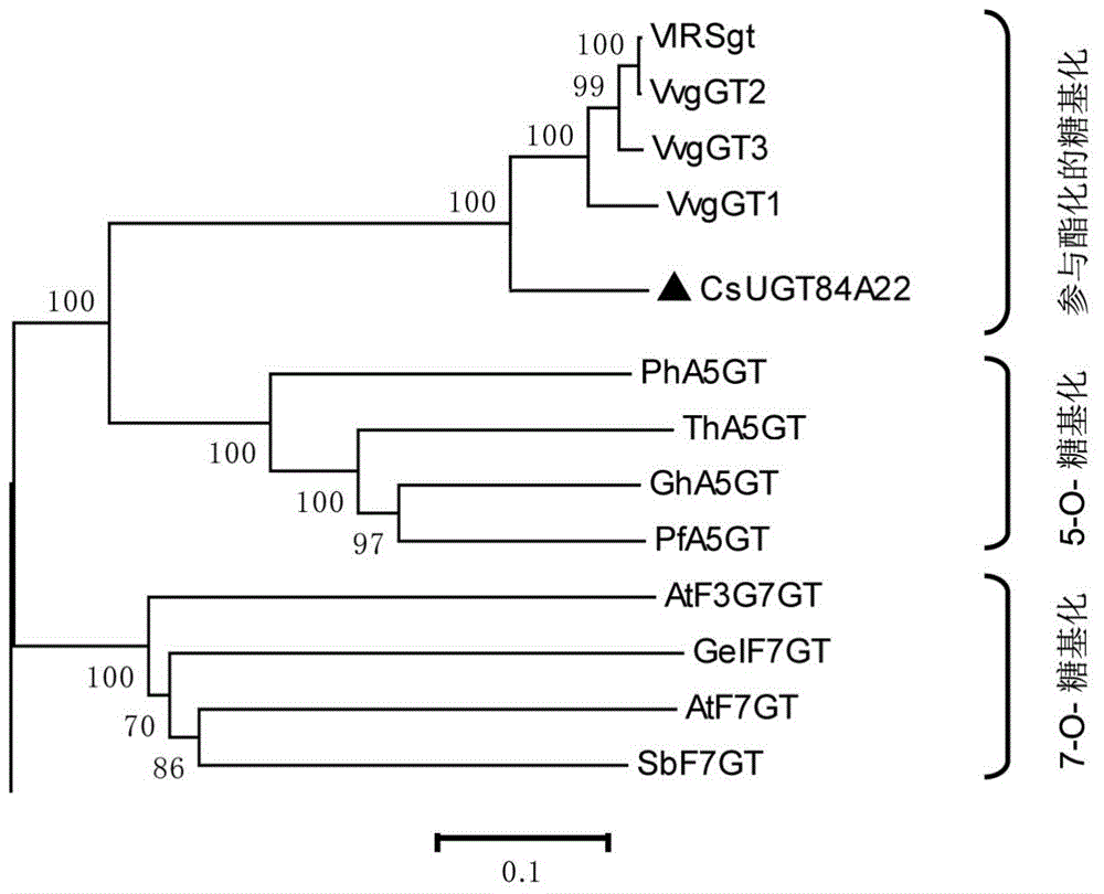 Galloyl glucosyltransferase CsUGT84A22 gene and encoded protein thereof and application