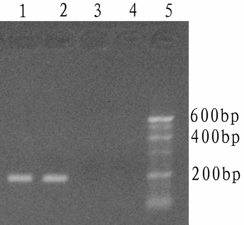 Taq DNA (deoxyribonucleic acid) polymerase cold start activity detection metho