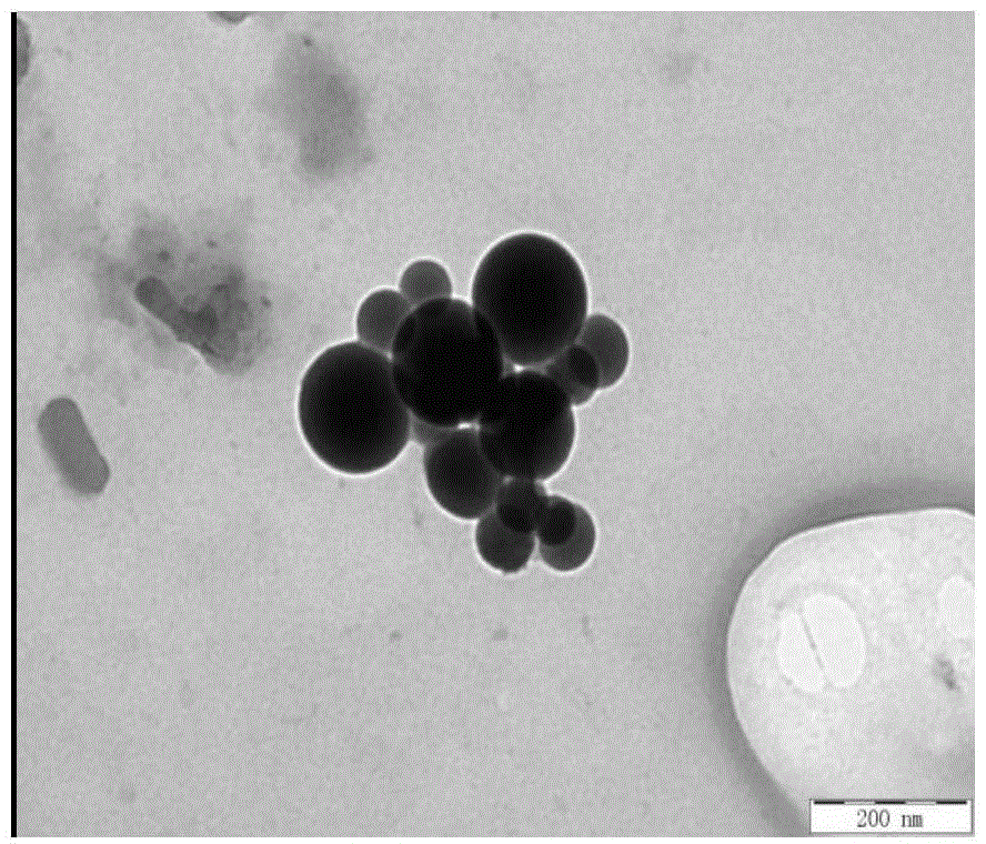 Preparation and application of modified bletilla striata polysaccharide derivative nano-carrier