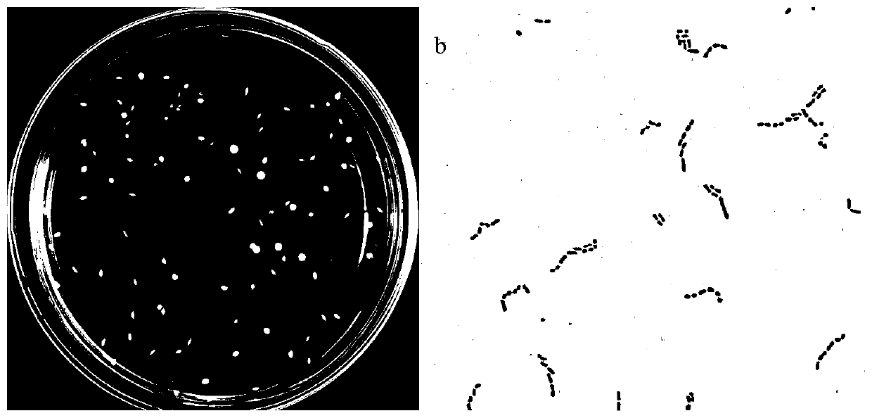 Anti-bacteriophage lactobacillus plantarum strain and application thereof in fermented soybean milk