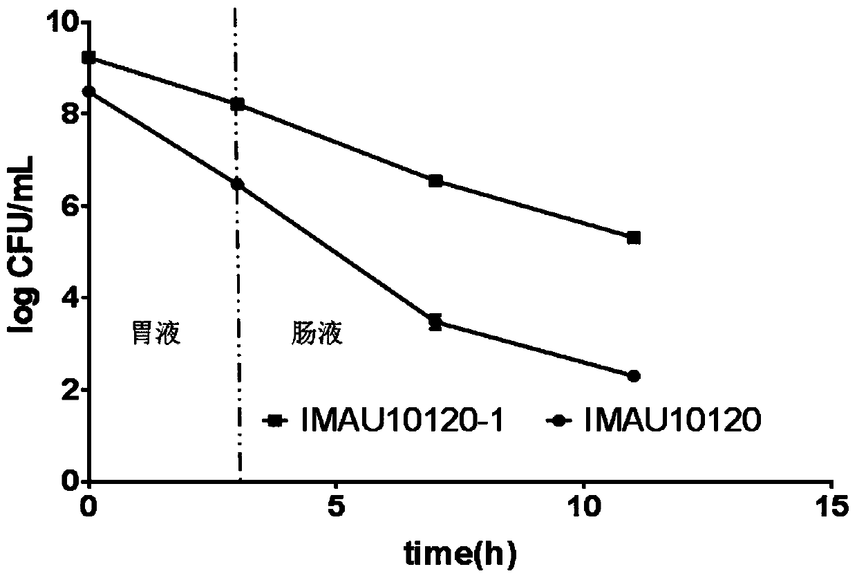 Anti-bacteriophage lactobacillus plantarum strain and application thereof in fermented soybean milk