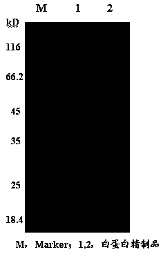 Method for preparing human albumin from urine