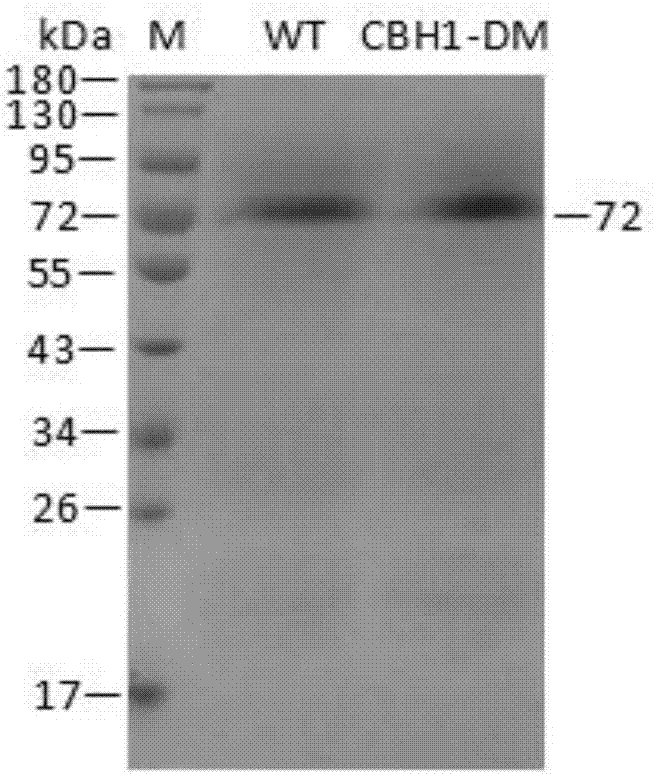 Myceliophthora thermophila exoglucosidase mutant and application thereof