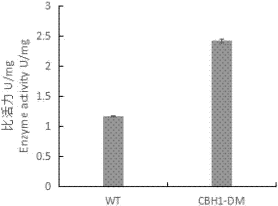 Myceliophthora thermophila exoglucosidase mutant and application thereof