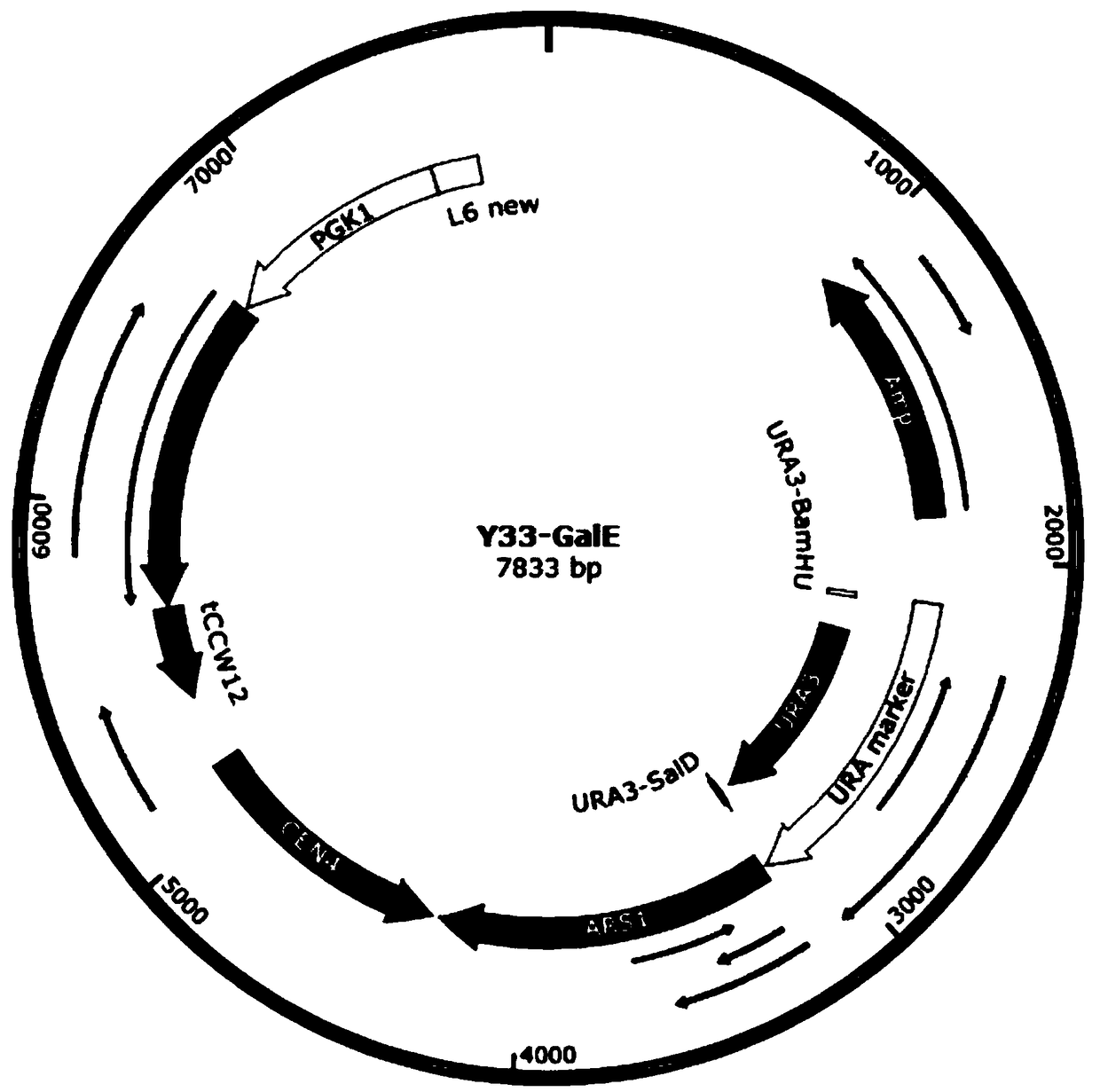 Method for fermentation production of D-tagatose by saccharomyces cerevisiae