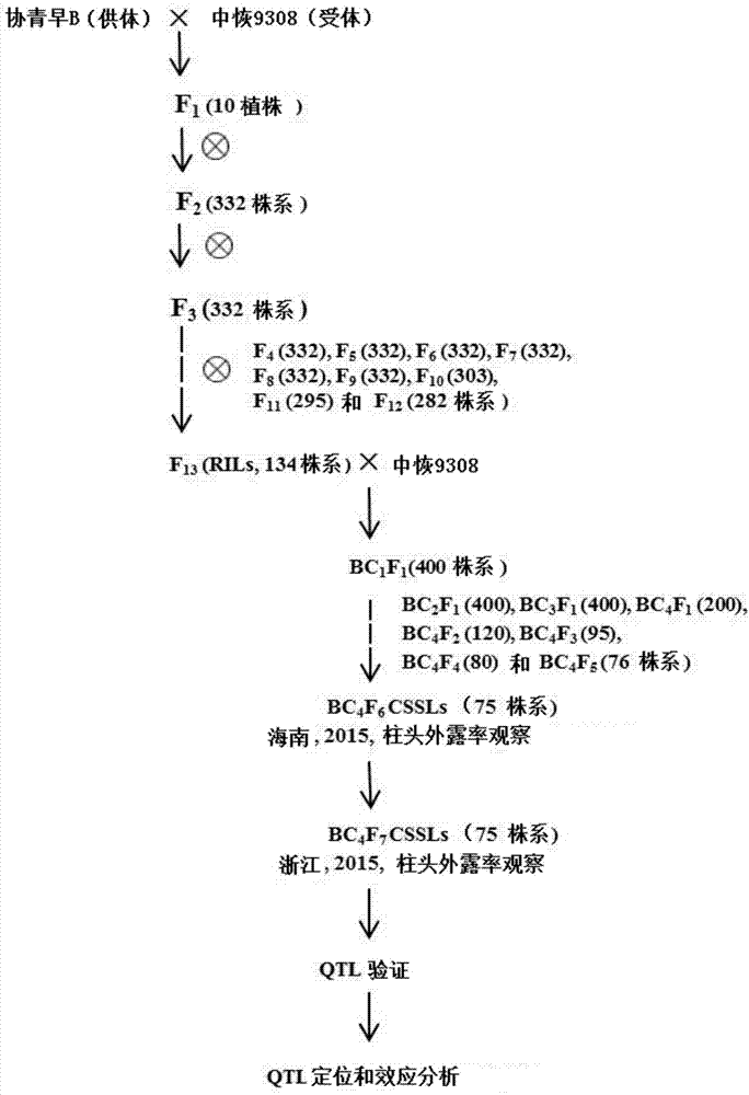 Molecular marker linked with QTL (quantitative trait locus) of rice stigmas exsertion, and application