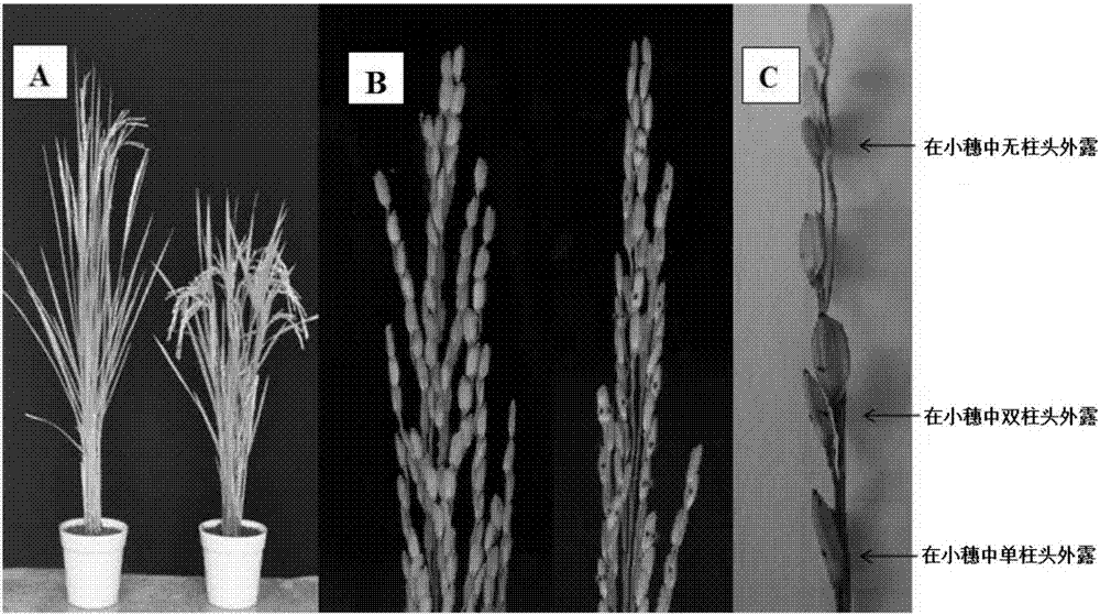 Molecular marker linked with QTL (quantitative trait locus) of rice stigmas exsertion, and application