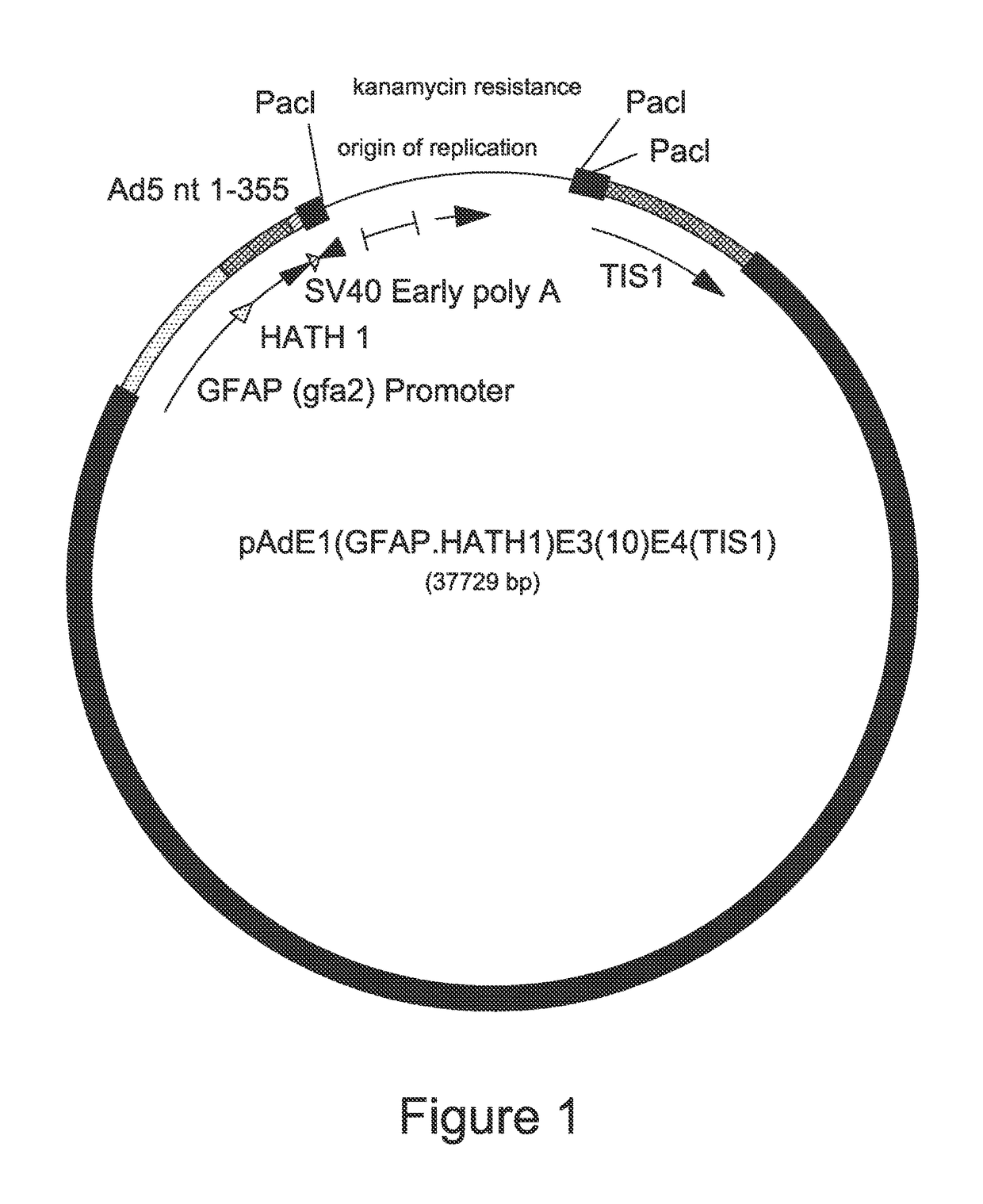 Adenoviral vector encoding human atonal homolog-1 (HATH1)