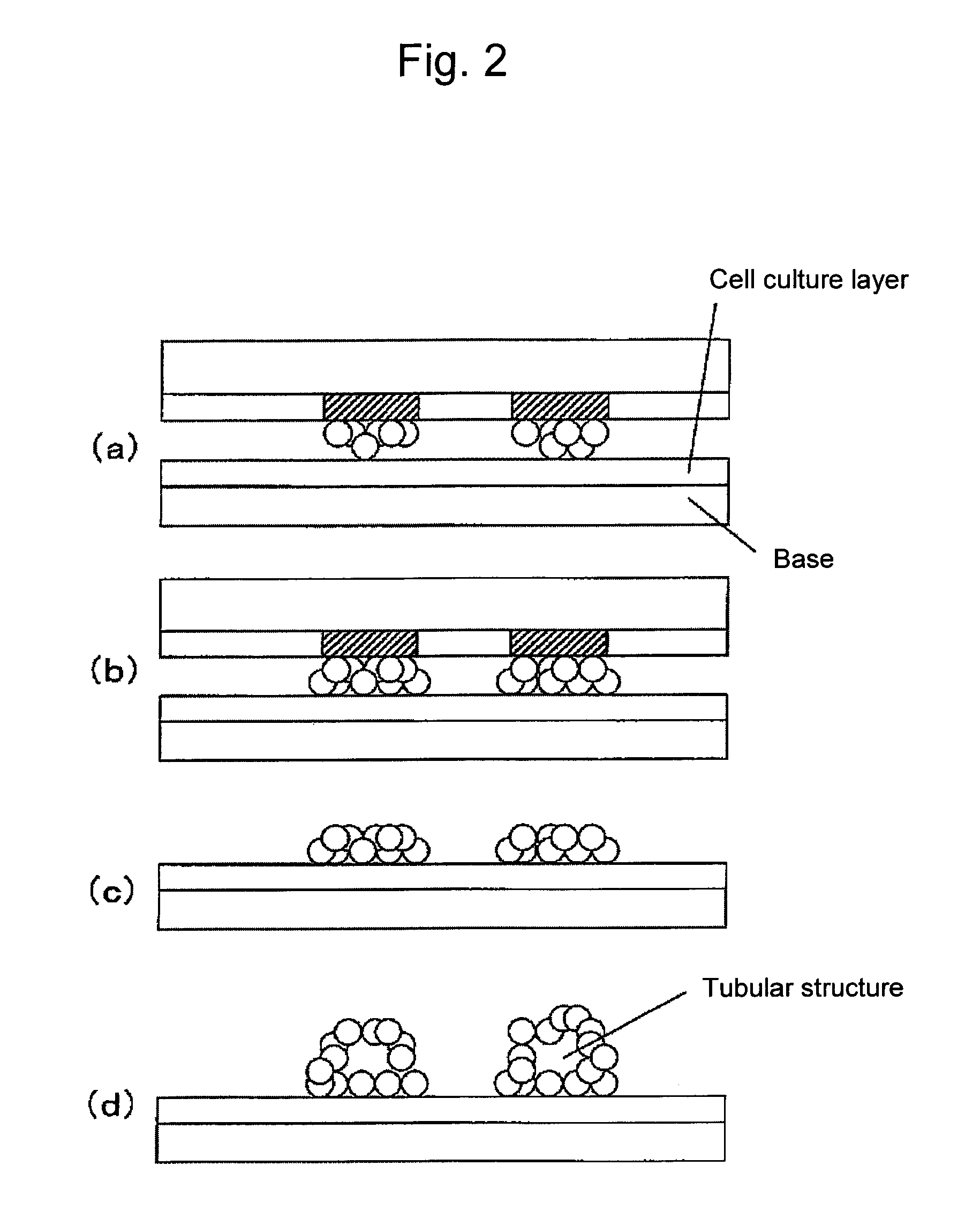 Substrate for cell culture