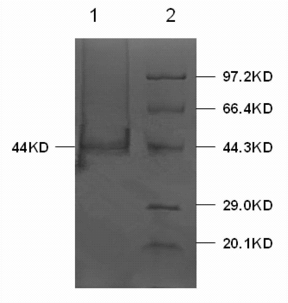 Vibrio vulnificus flagellin monoclonal antibody and antigen capture ELISA (Enzyme Linked Immunosorbent Assay) kit