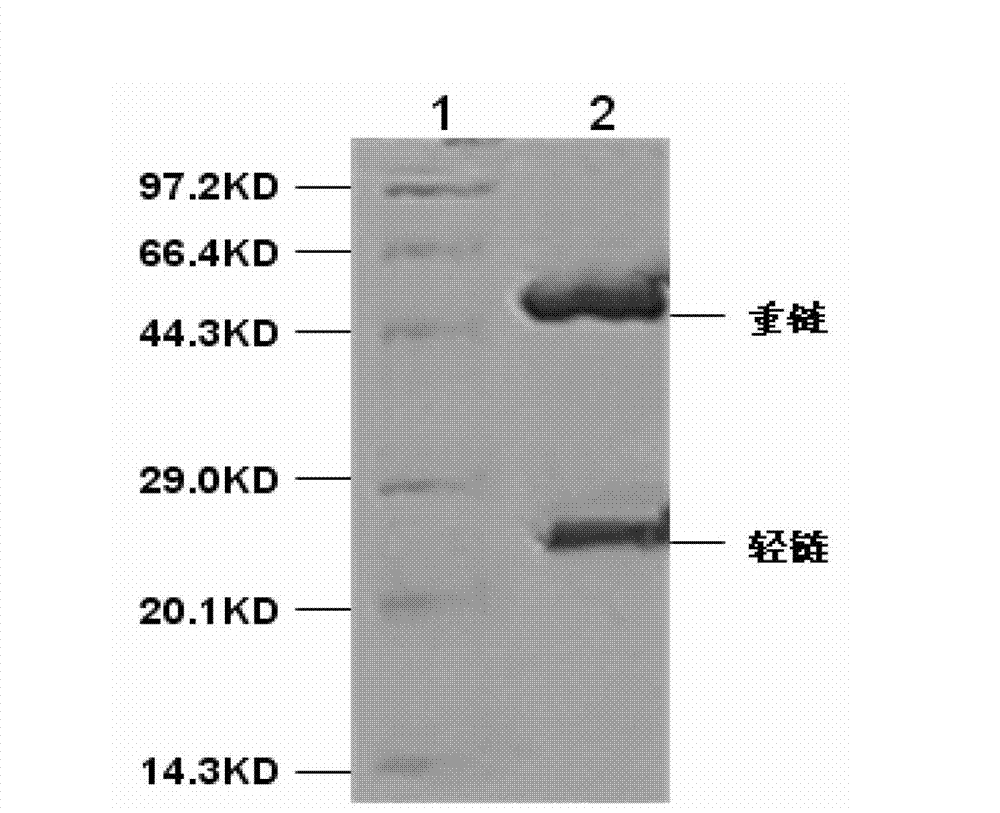 Vibrio vulnificus flagellin monoclonal antibody and antigen capture ELISA (Enzyme Linked Immunosorbent Assay) kit