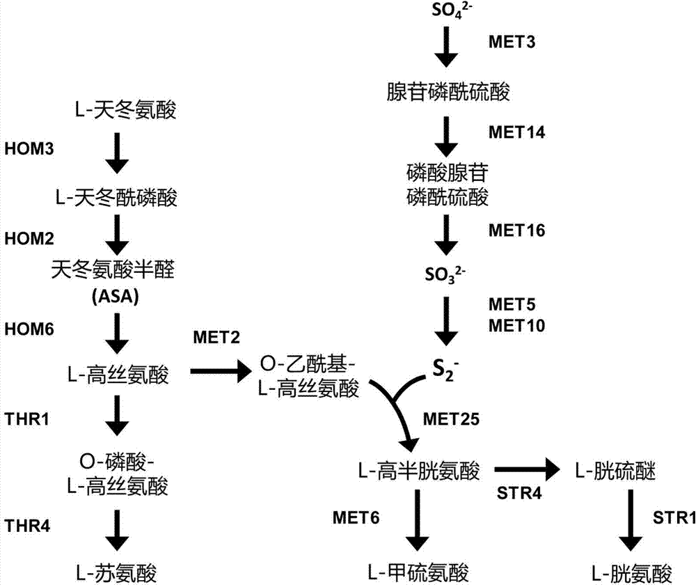 Process for producing L-methionine from O-phospho-L-homoserine and methanethiol employing a mutated cystathionine gamma-synthase