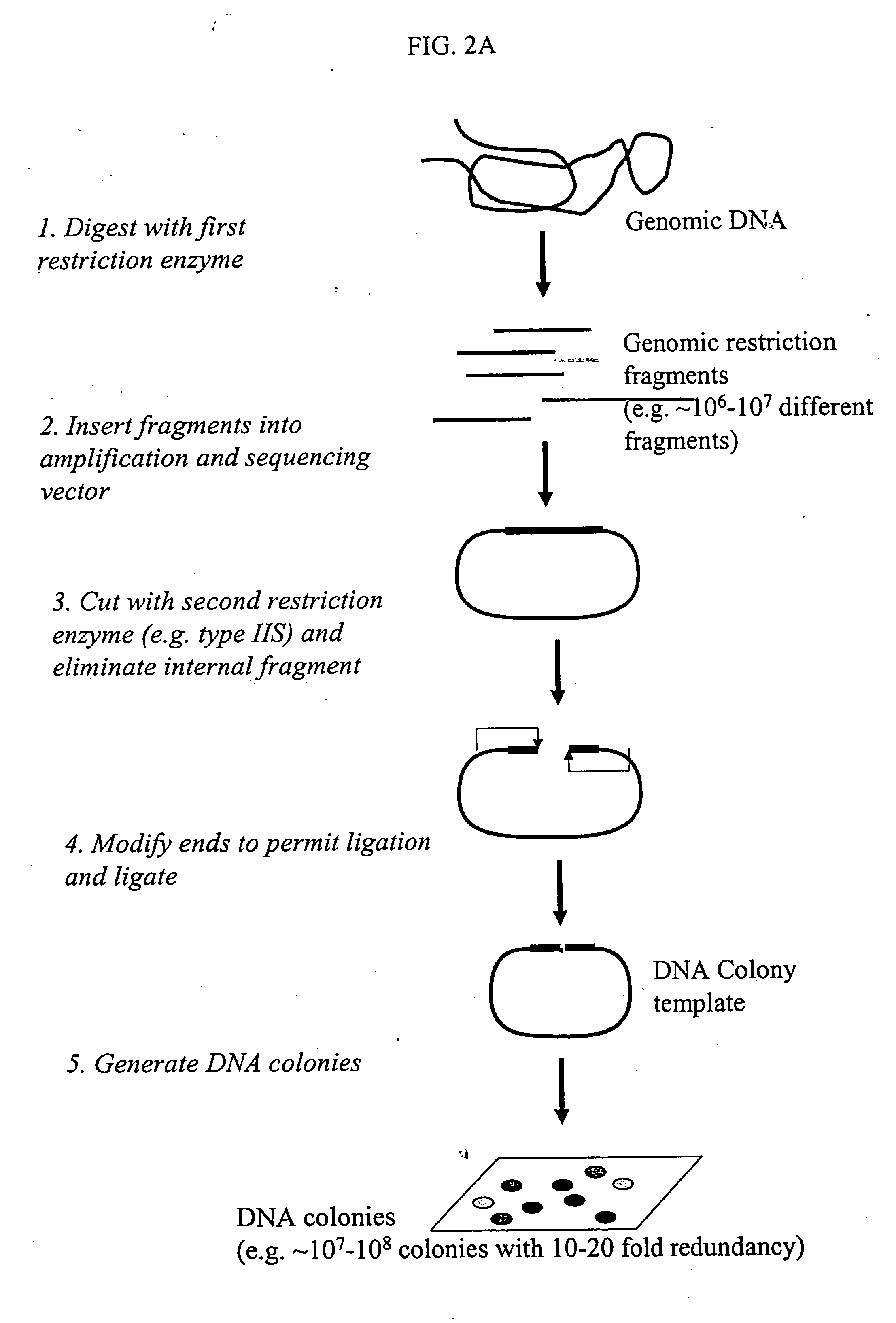 Methods for detecting genome-wide sequence variations associated with a phenotype