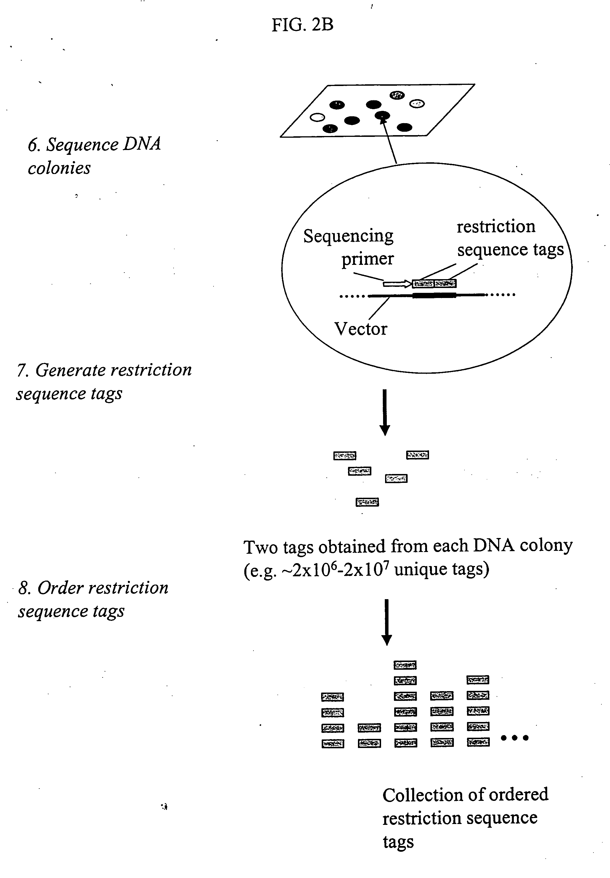 Methods for detecting genome-wide sequence variations associated with a phenotype