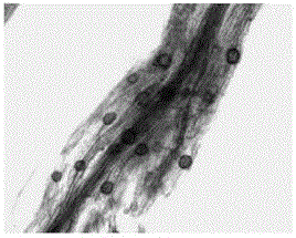 Microorganism composite preparation and application thereof