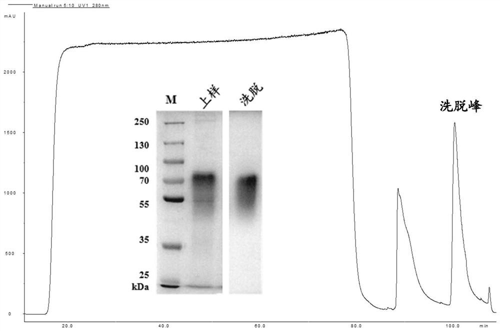 Purification method of veterinary recombinant chorionic gonadotrophin