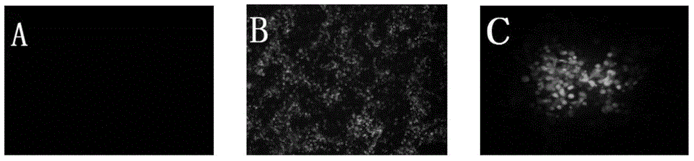 Cat omega interferon mutant as well as preparation method and application thereof