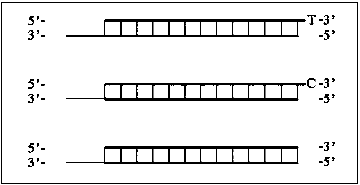 An Efficient Method for DNA Adapter Ligation