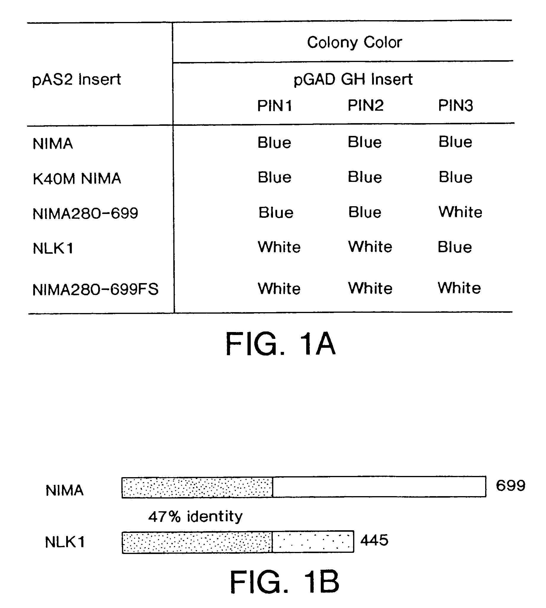 NIMA interacting proteins