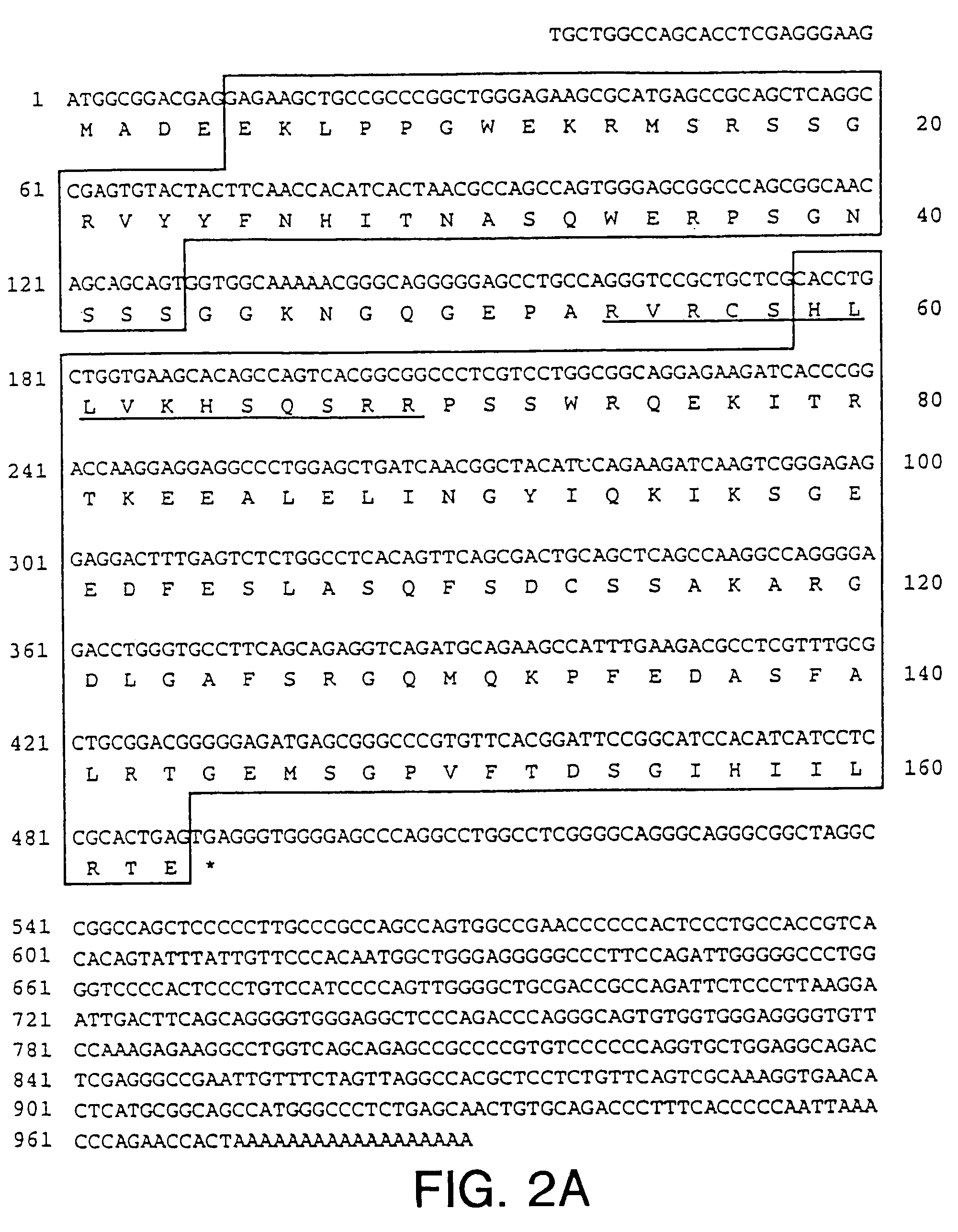 NIMA interacting proteins