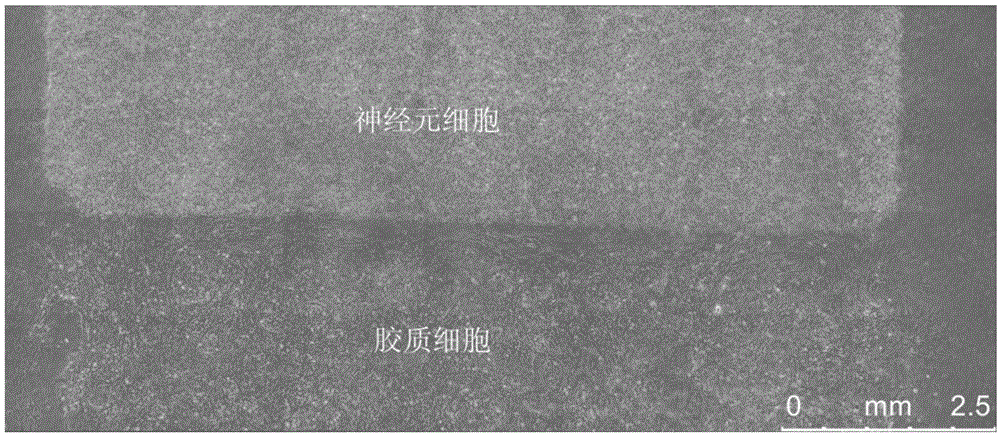 Neuron and glial cell ordered co-culture device, preparation method and neuron and glial cell orderly co-culture method