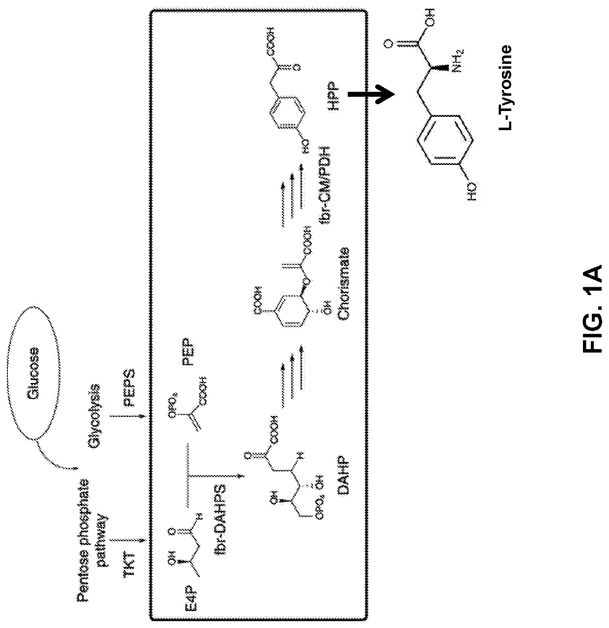 Compositions and methods for making benzylisoquinoline alkaloids, morphinan alkaloids, thebaine, and derivatives thereof