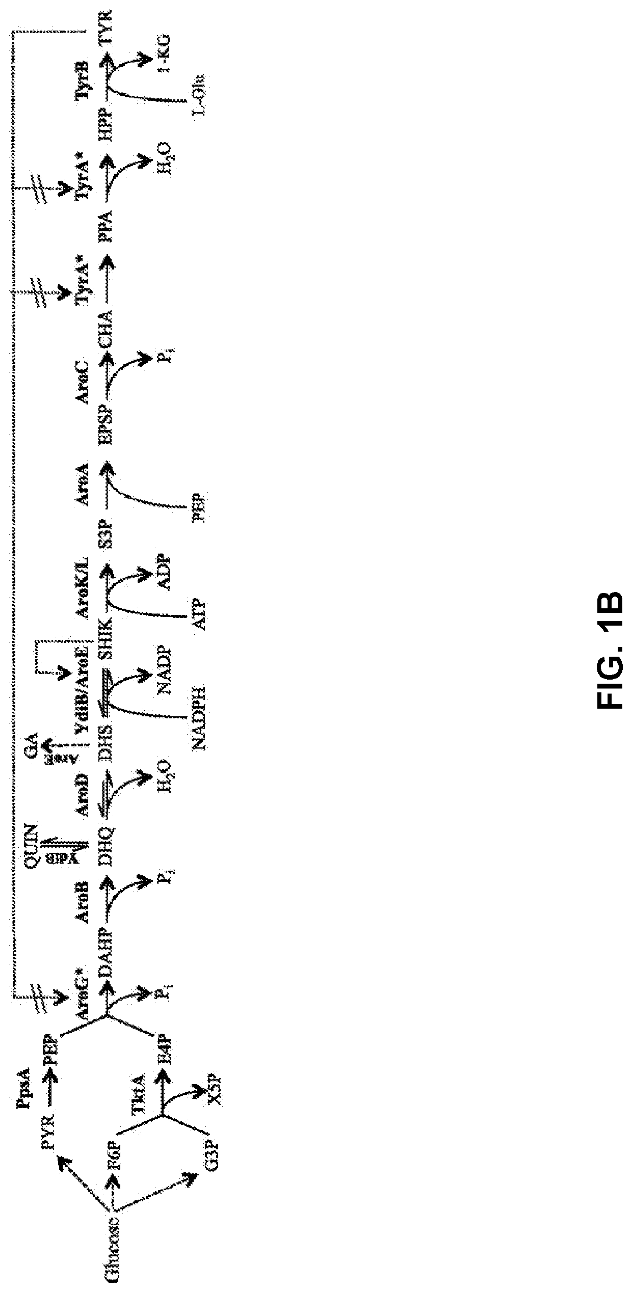 Compositions and methods for making benzylisoquinoline alkaloids, morphinan alkaloids, thebaine, and derivatives thereof