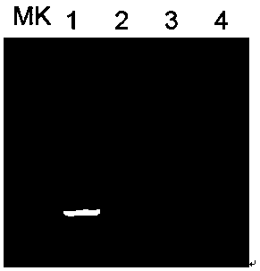 Primers for identifying avian infectious bronchitis virus strain type, RT-PCR detection kit, method and application