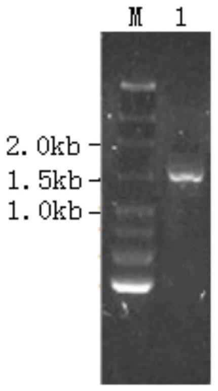 A strain of Bacillus amyloliquefaciens producing pullulanase and its application