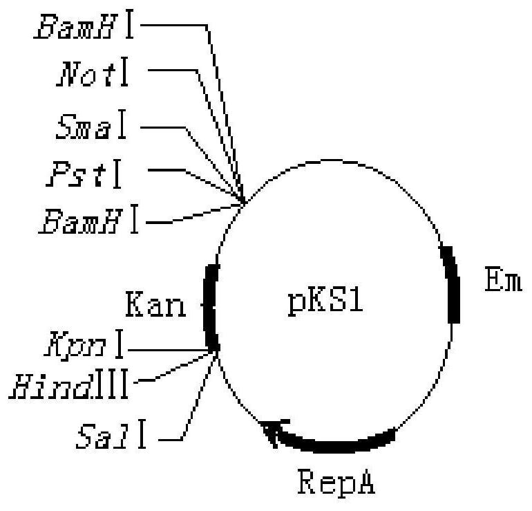 A strain of Bacillus amyloliquefaciens producing pullulanase and its application