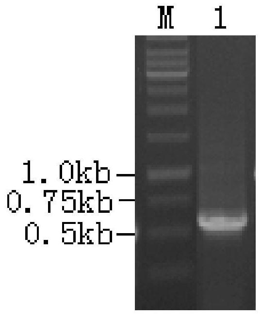 A strain of Bacillus amyloliquefaciens producing pullulanase and its application