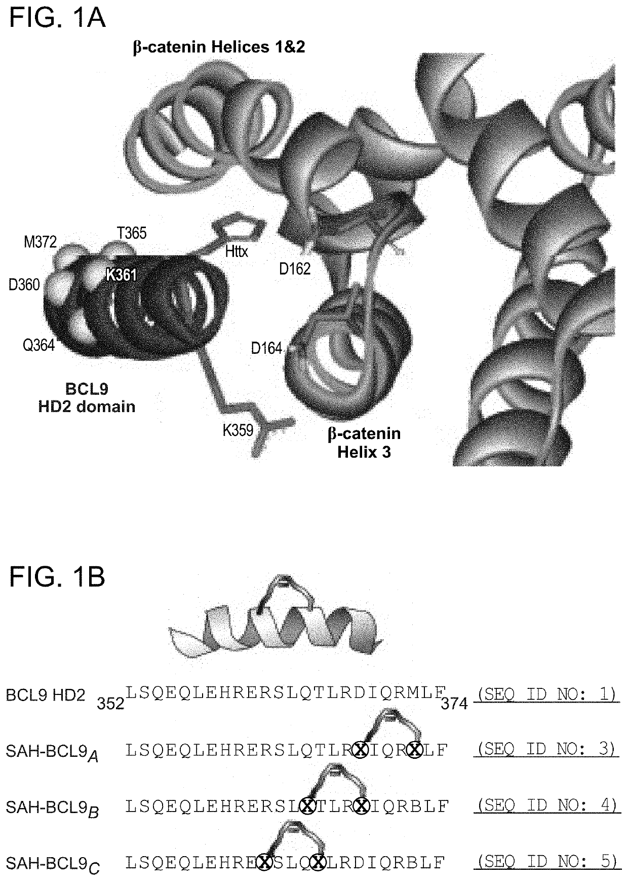 Targeting deregulated Wnt signaling in cancer using stabilized alpha-helices of BCL-9