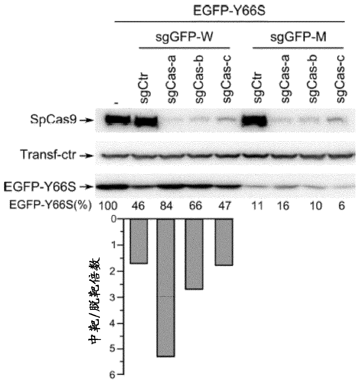 SELF-LIMITING Cas9 CIRCUITRY FOR ENHANCED SAFETY (SLiCES) PLASMID AND LENTIVIRAL SYSTEM THEREOF