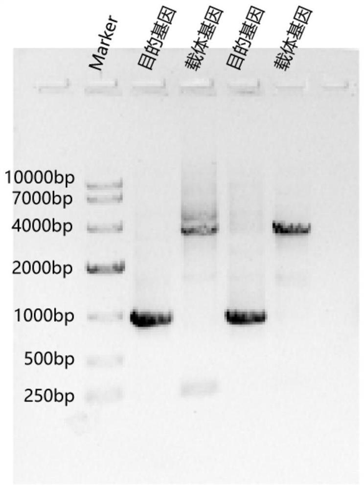 Application of oridonin and/or prodrug thereof in preparation of medicine for inhibiting SARS-CoV-2