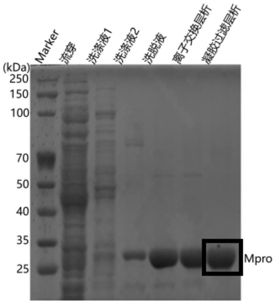 Application of oridonin and/or prodrug thereof in preparation of medicine for inhibiting SARS-CoV-2