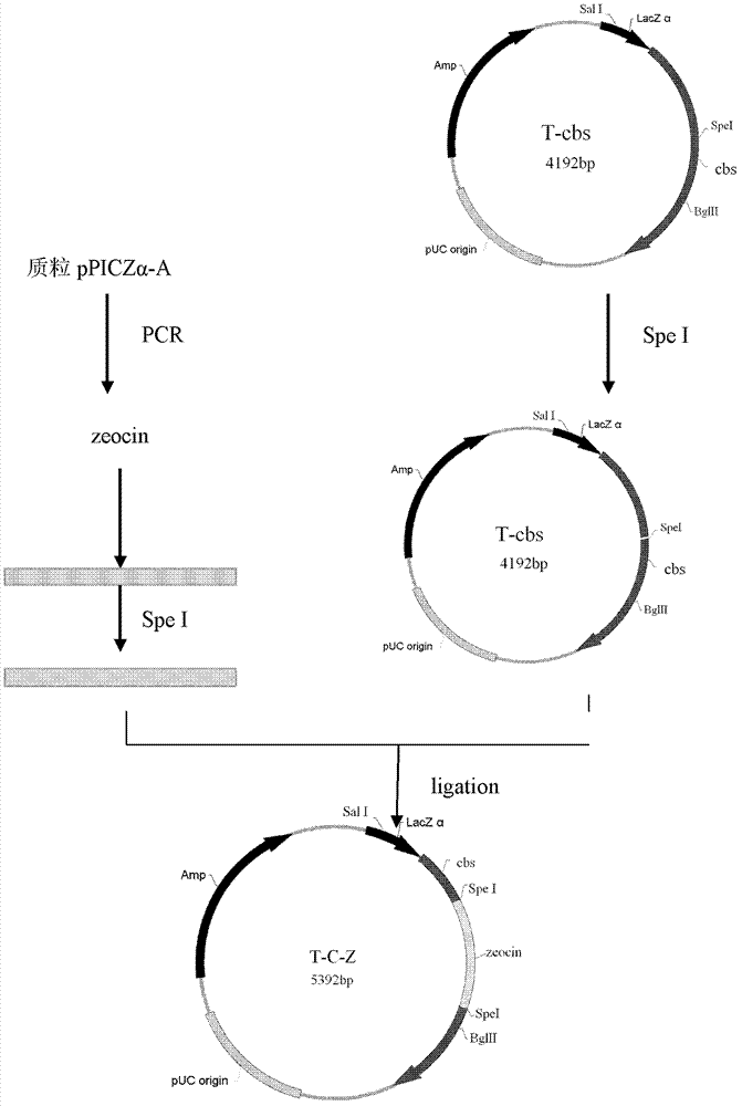 Construction method for pichia pastoris bacterial strain of high-yield S-ademetionine