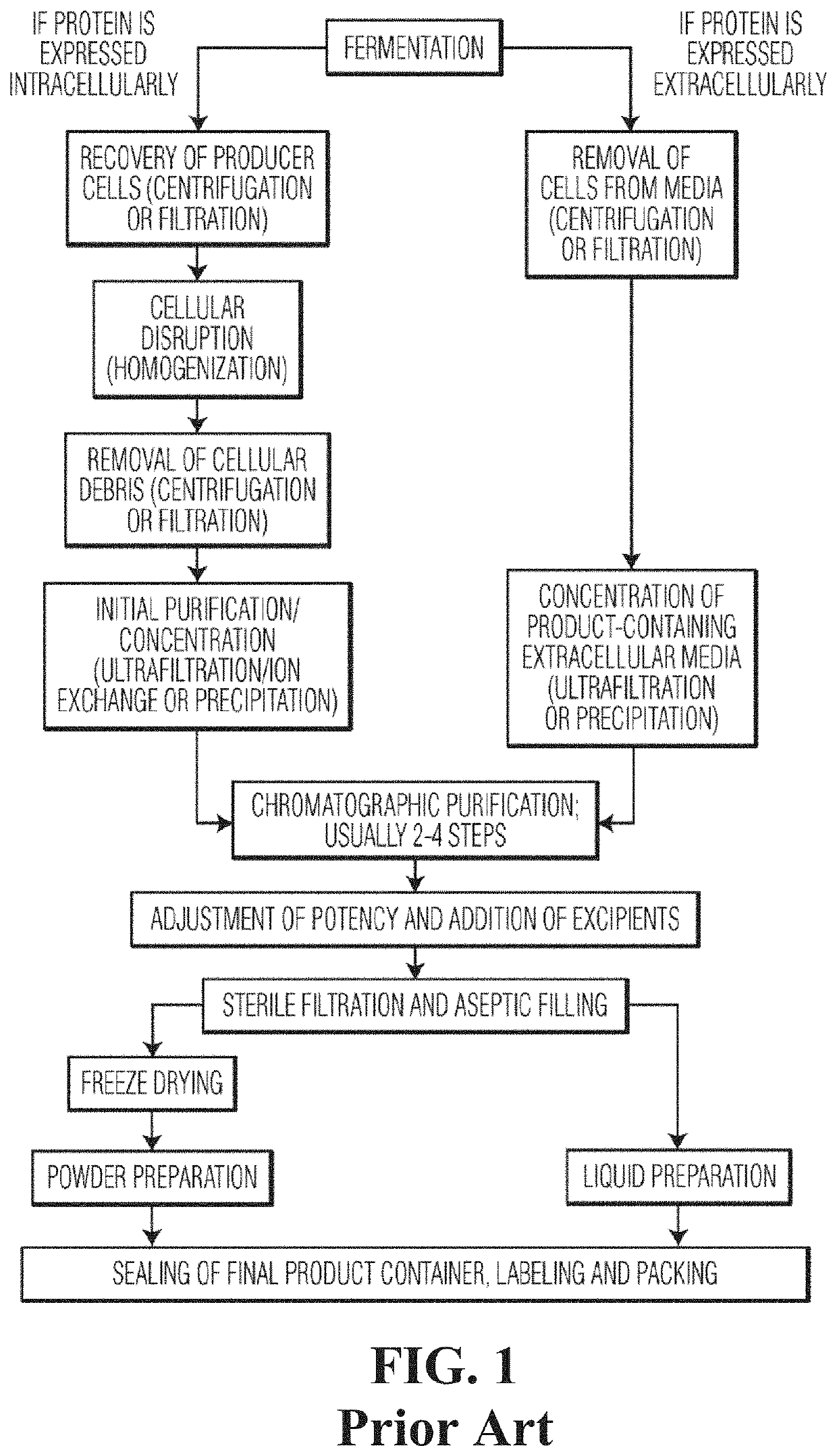 System and method for production of on-demand proteins in a portable unit for point of care delivery