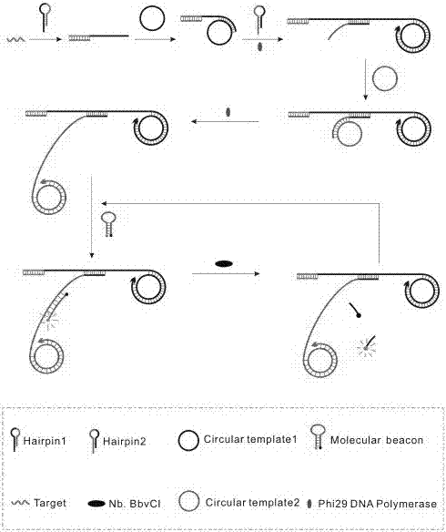 Method for detecting miRNA-155 based on aptamer