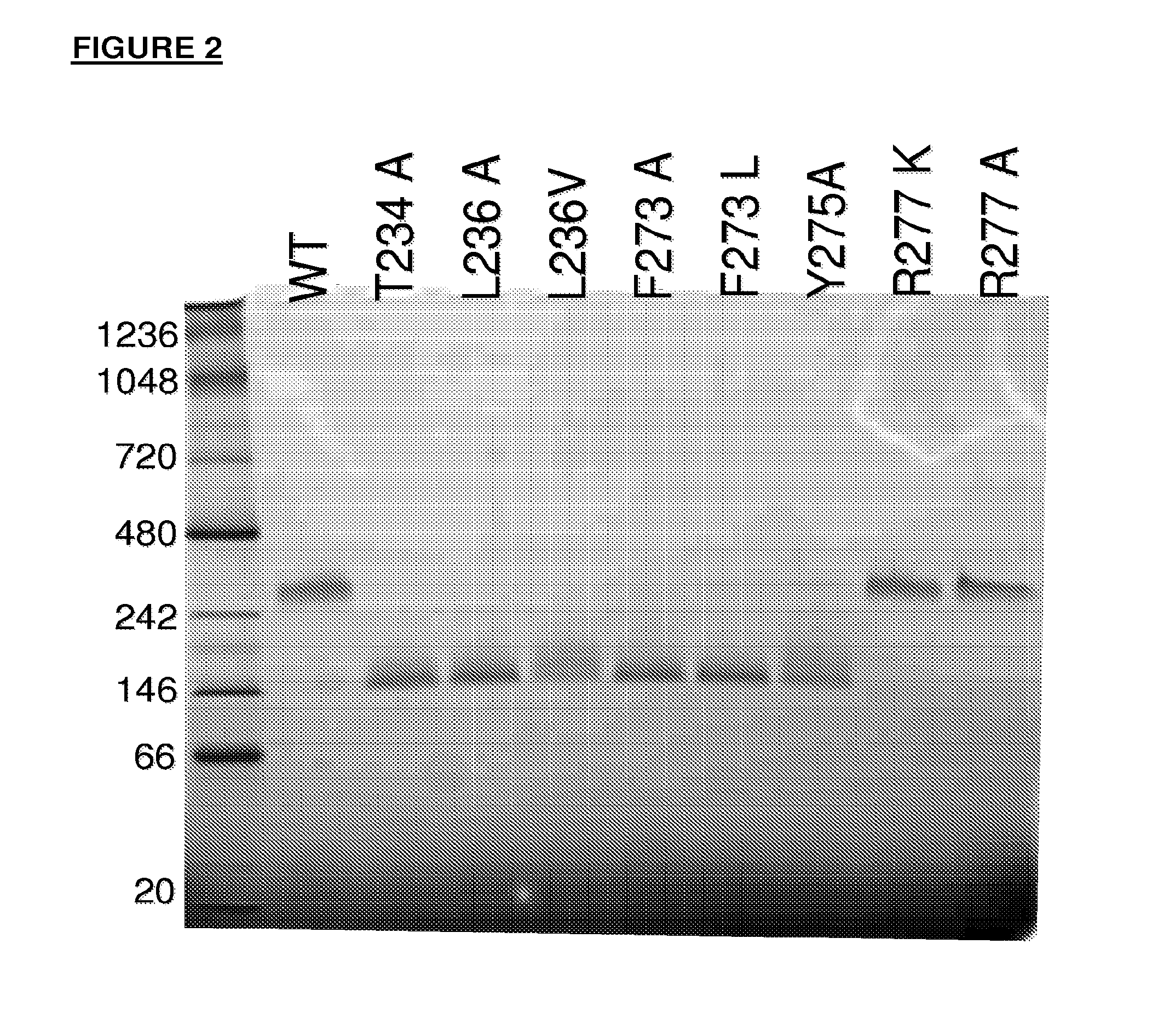 Antibody variants having modifications in the constant region