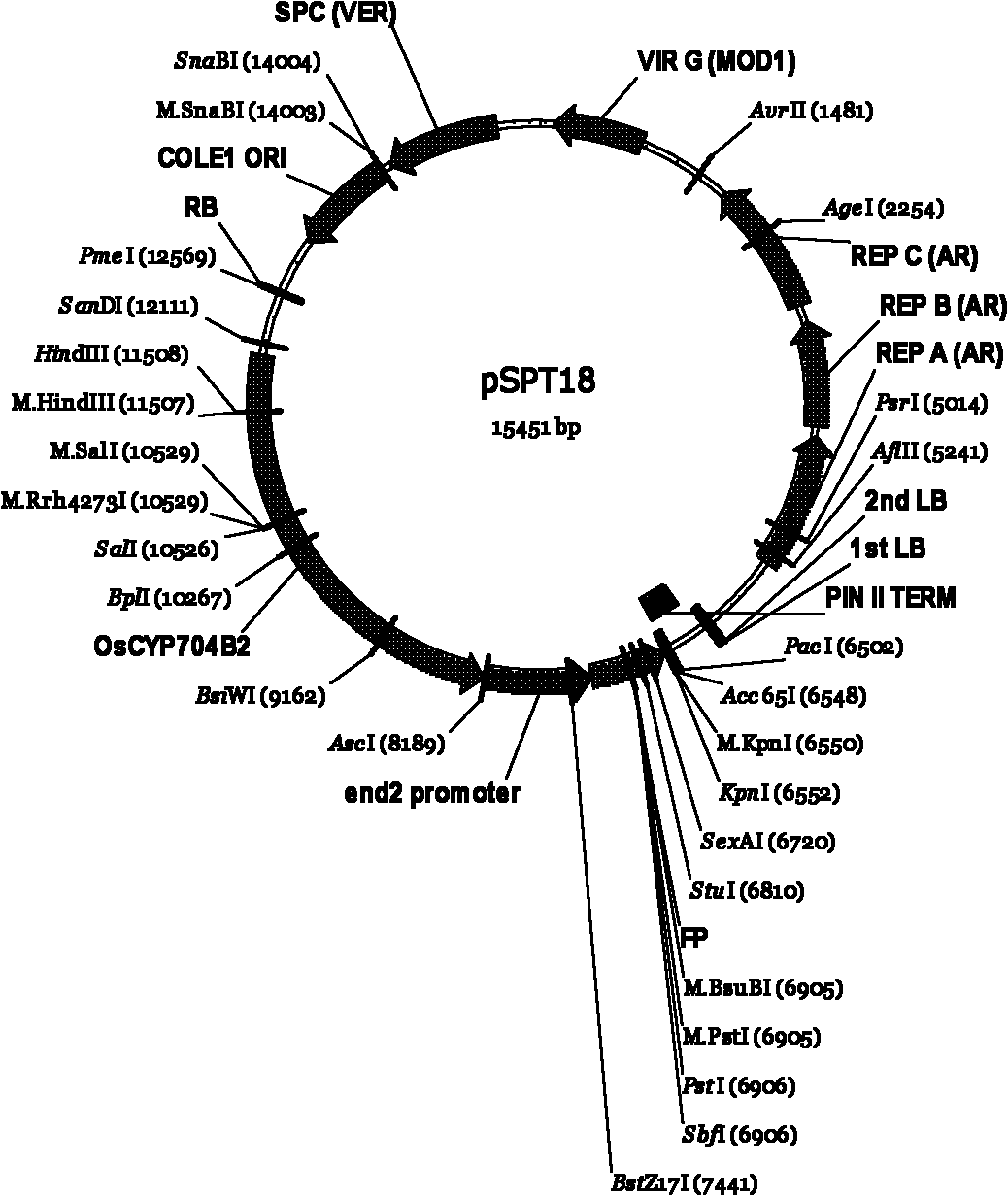 Transformation method utilizing red fluorescent protein as selection marker of rice transformation