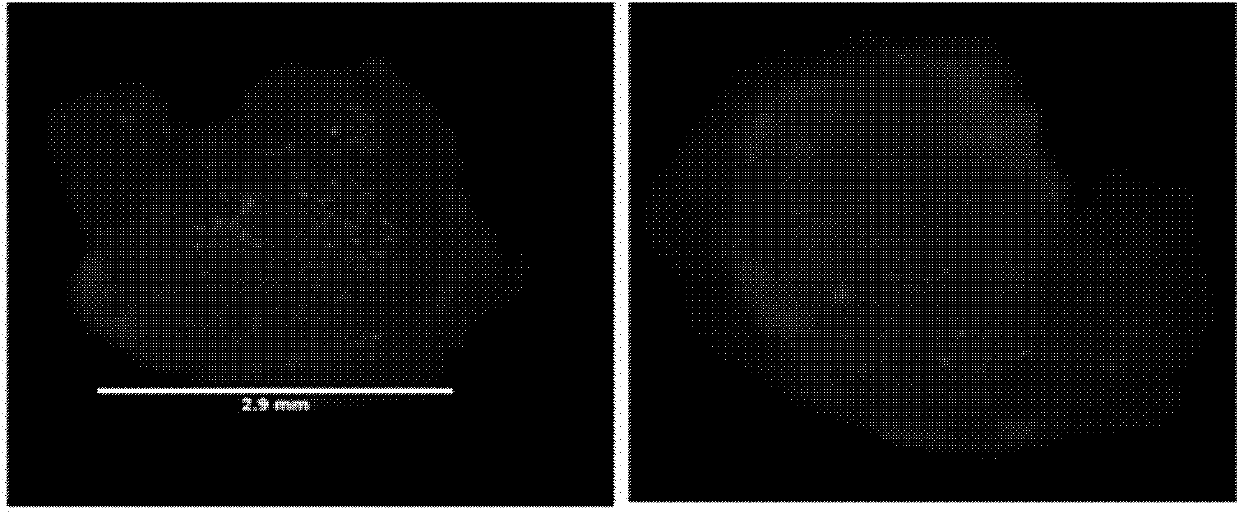 Transformation method utilizing red fluorescent protein as selection marker of rice transformation