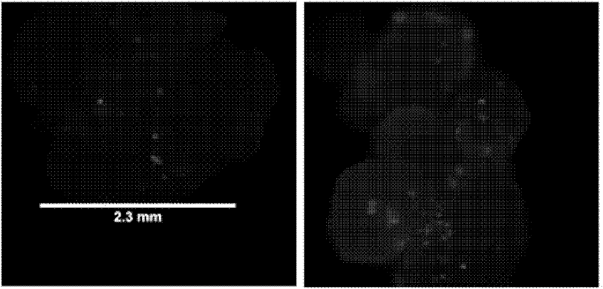 Transformation method utilizing red fluorescent protein as selection marker of rice transformation