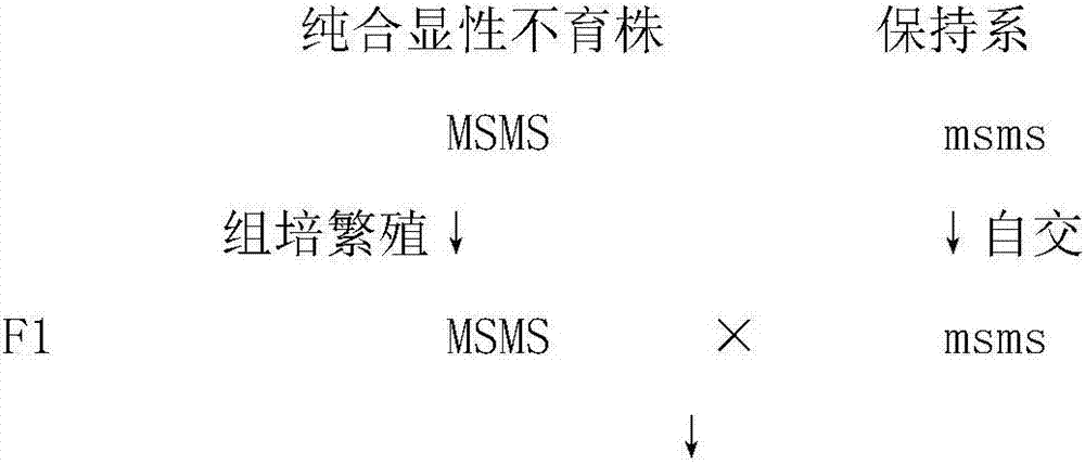 Brassica oleracea seed production technology