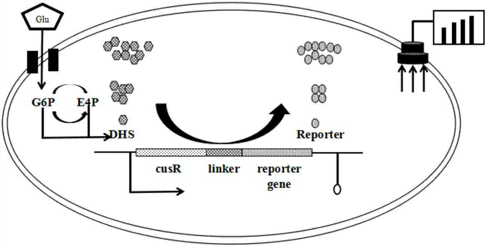 Biosensor capable of responding to 3-dehydroshikimic acid and application of biosensor