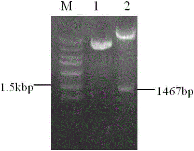 RNAi plant expression vector for inhibiting expression of cytochrome P450 gene and application thereof