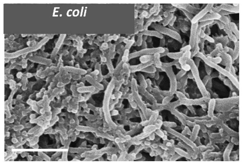 A kind of polypeptide antibiotic and its preparation method and application