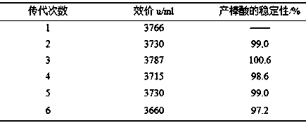 Streptomyces clavuligerus strain with high production of clavulanic acid and stress breeding method and application thereof