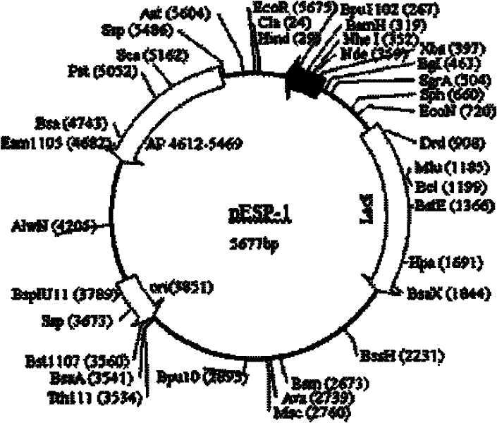 Double-control double-regulation prokaryotic expression vector system and construction method and application thereof